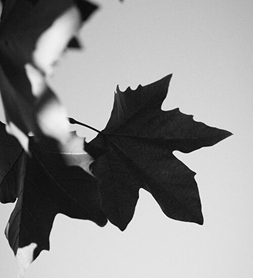 Autumn Package